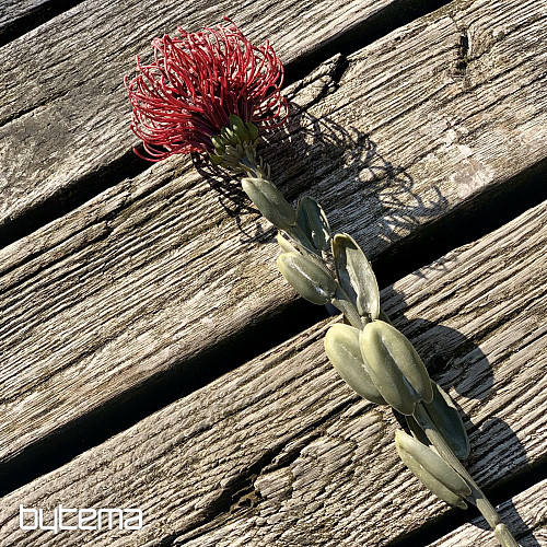 SUSZONA MAŁA PROTEA CZERWONA