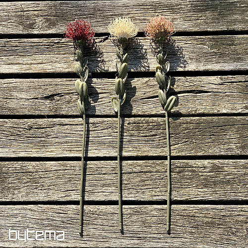 SUSZONA MAŁA PROTEA BIAŁA