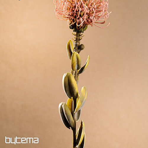 SUSZONA MAŁA PROTEA RÓŻOWA