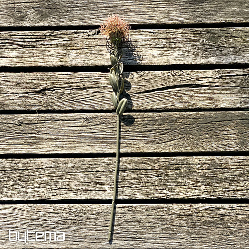 SUSZONA MAŁA PROTEA RÓŻOWA