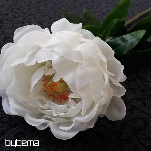 Piwonia duża 67cm