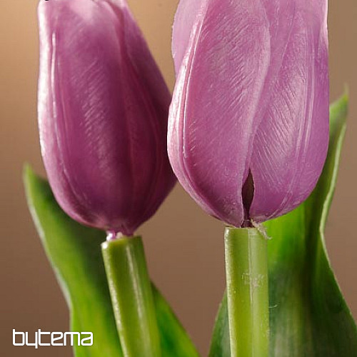 Tulipany mieszają kolory