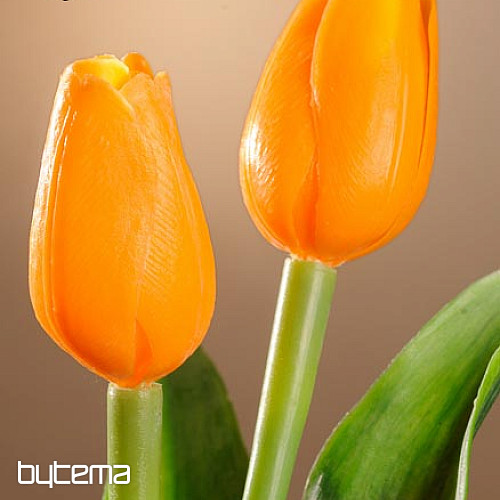 Tulipany mieszają kolory