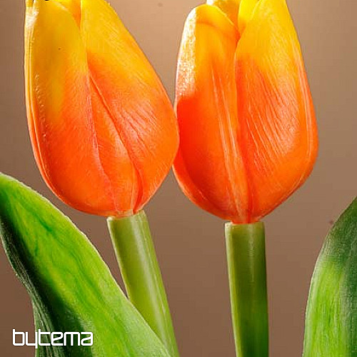 Tulipany mieszają kolory