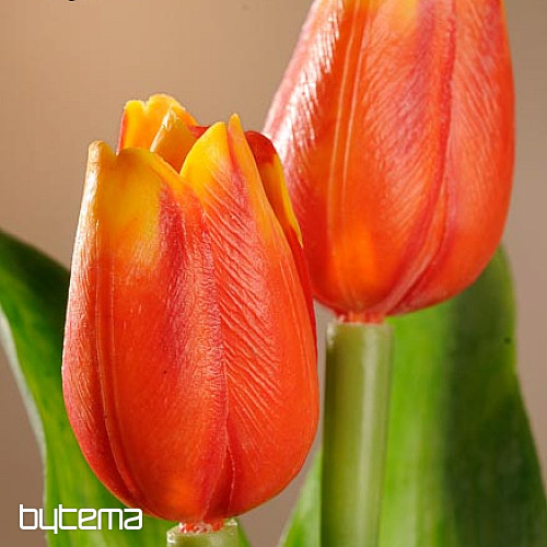 Tulipany mieszają kolory