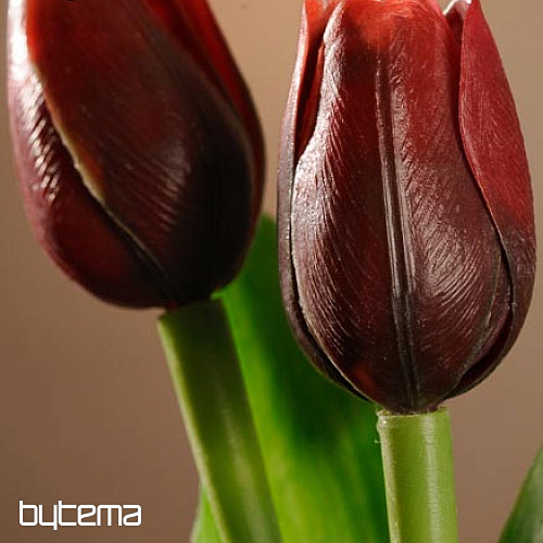 Tulipany mieszają kolory