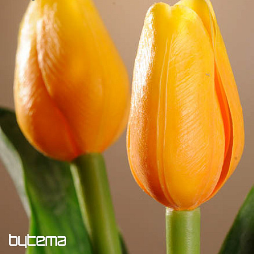 Tulipany mieszają kolory